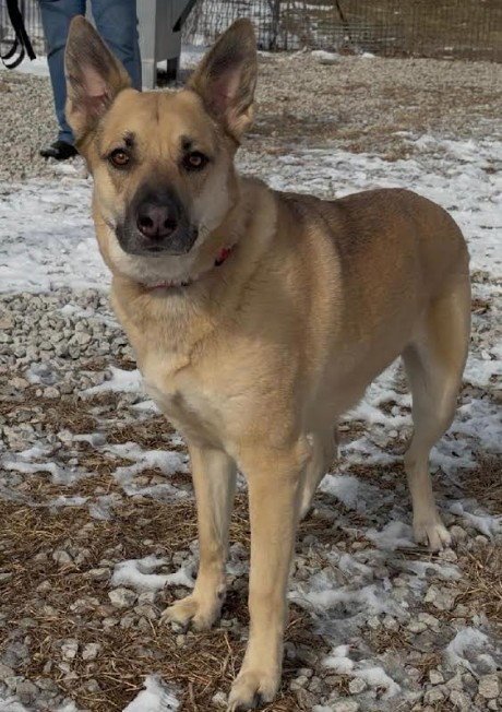 CHASE - German Shepherd Dog available for adoption