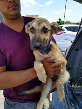 CHASE - German Shepherd Dog available for adoption