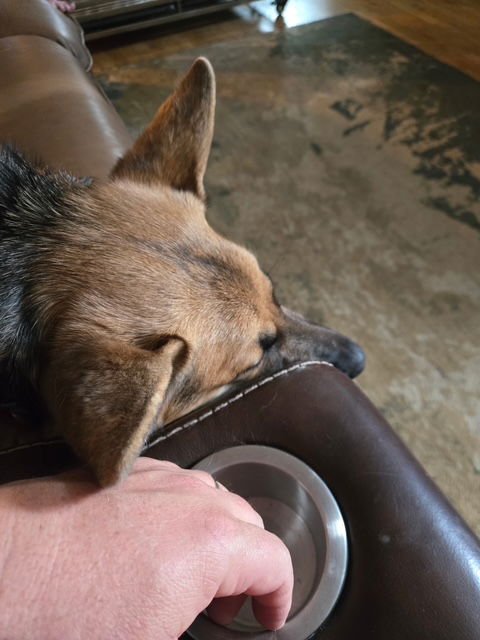 LILY - German Shepherd Dog available for adoption