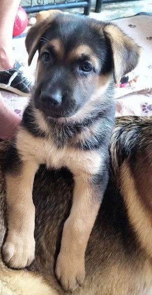 LILY - German Shepherd Dog available for adoption