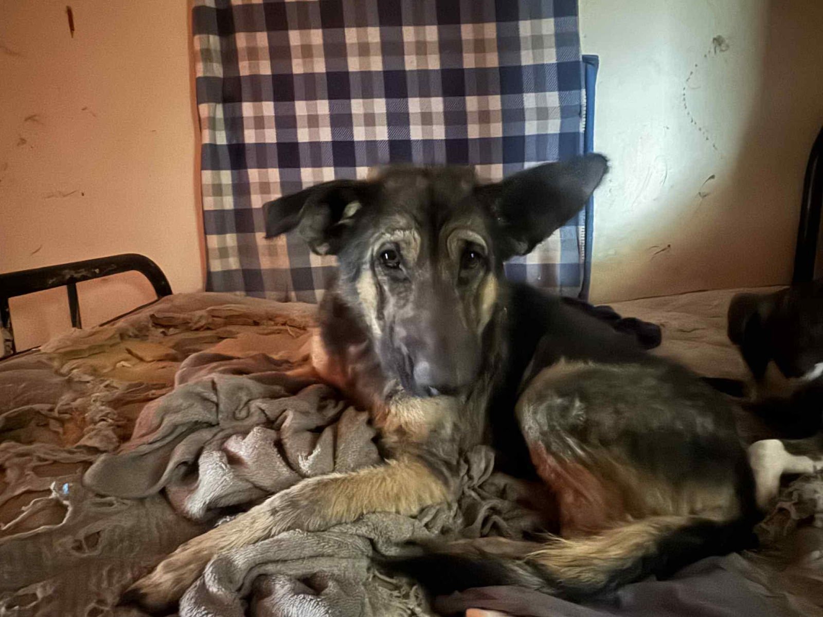 TOBIAS - German Shepherd Dog available for adoption