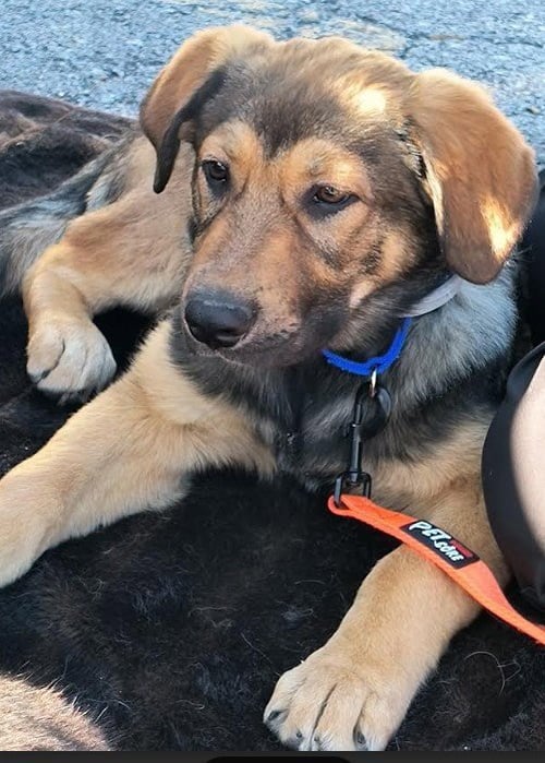 MAXIMUS - German Shepherd Dog available for adoption