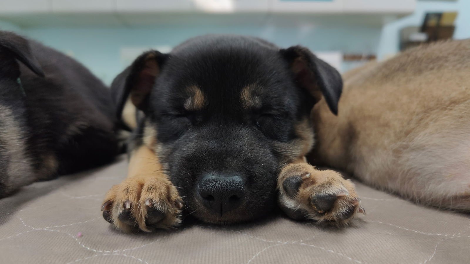 EMMA - Shepherd available for adoption