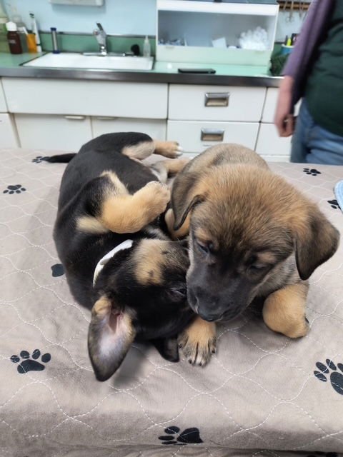 EMMA - Shepherd available for adoption