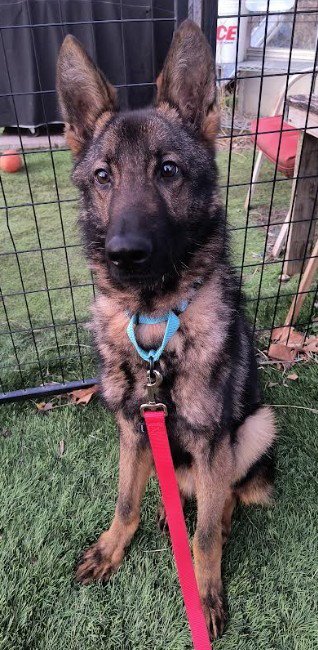 NEO [MEDICAL HOLD] - German Shepherd Dog available for adoption