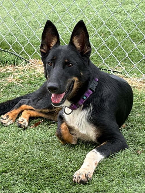 CALI - German Shepherd Dog for adoption in Kansas City