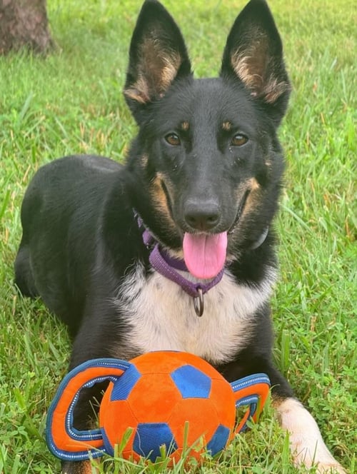 CALI - German Shepherd Dog for adoption in Kansas City