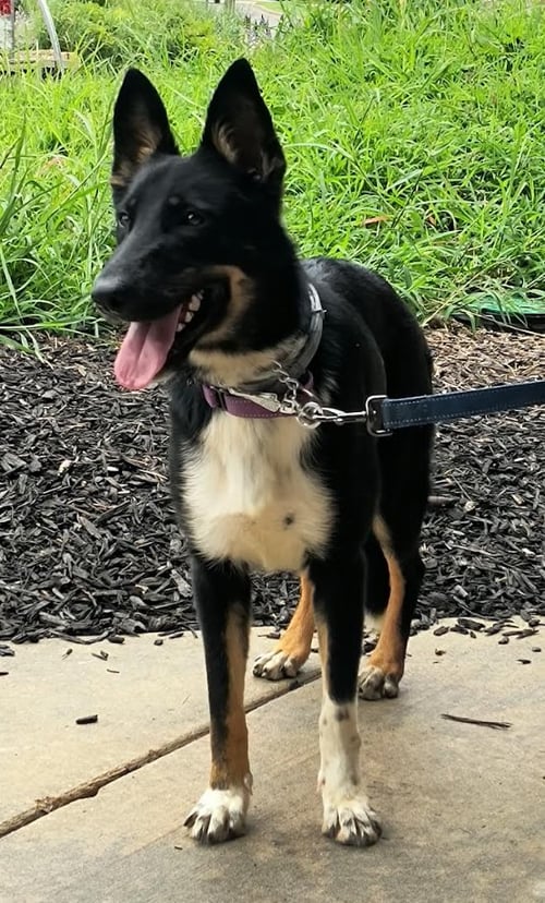 CALI - German Shepherd Dog available for adoption