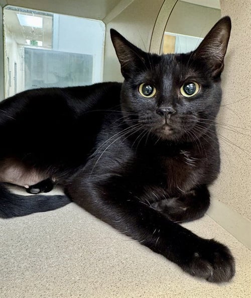 STITCH IN THE BARN - Domestic Short Hair available for adoption