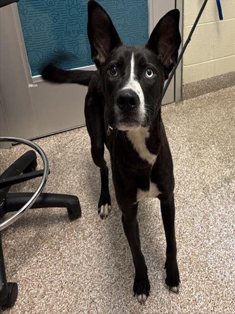 OLD NAVY - Siberian Husky / Labrador Retriever for adoption in Pueblo