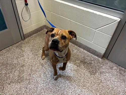 LUCILLE - Boxer / Pit Bull Terrier available for adoption