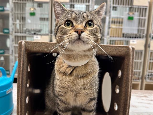 BLUE - Domestic Short Hair available for adoption