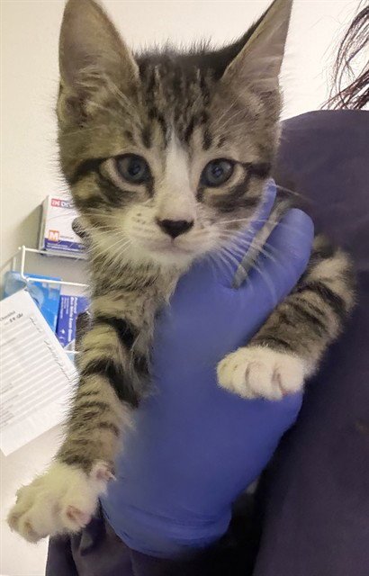 VIEUX CARRE - Domestic Short Hair available for adoption