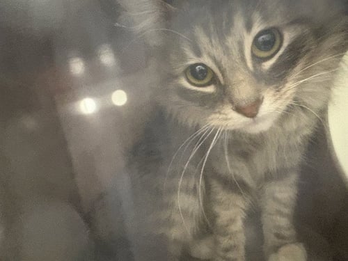 STARLITE IN THE BARN - Domestic Long Hair available for adoption