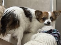 BERNIE - Photo 1