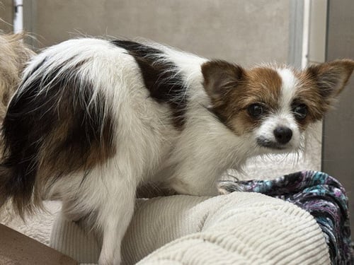 BERNIE - Chihuahua available for adoption