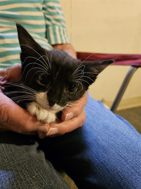 SHADOW - Domestic Short Hair for adoption in Colorado Springs