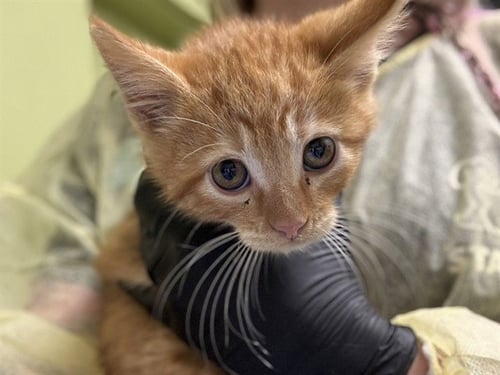 GORDON - Domestic Short Hair for adoption in Colorado Springs