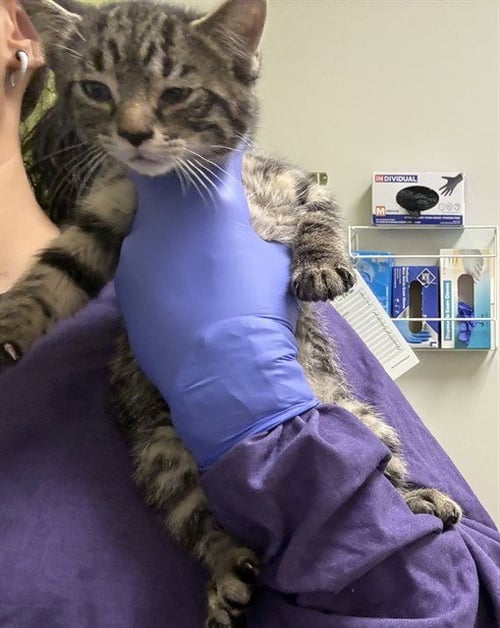 SCREWDRIVER - Domestic Short Hair available for adoption
