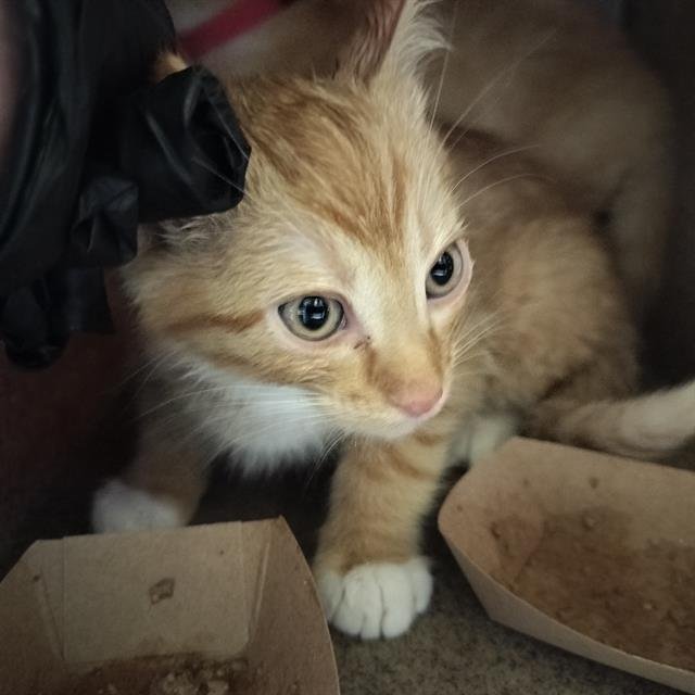 CHEETO Image