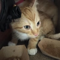 CHEETO - Photo 1
