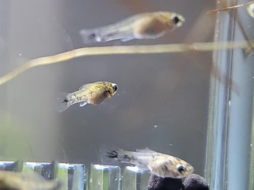 LARGE FRIES - Fish available for adoption