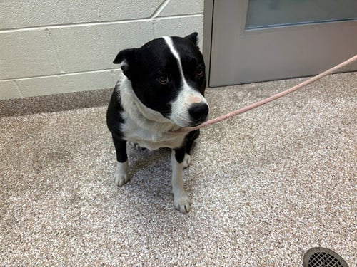 MINA BOO - Siberian Husky / Pit Bull Terrier available for adoption