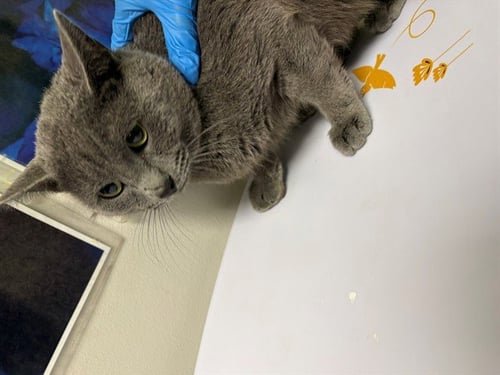 CALVIN - Domestic Short Hair available for adoption