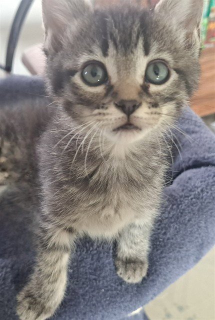 STELLA - Domestic Short Hair available for adoption