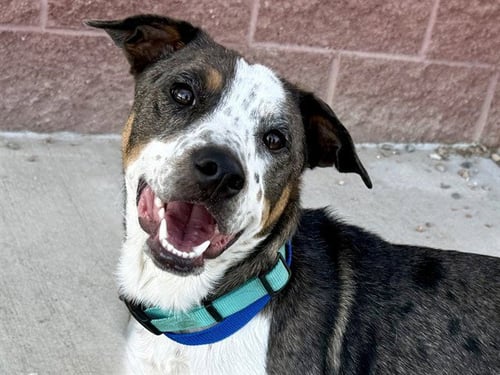 TEAR - Australian Cattle Dog/Blue Heeler / Australian Shepherd available for adoption