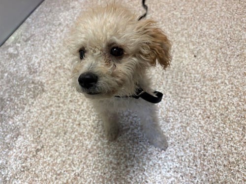MADDY - Poodle (Miniature) available for adoption