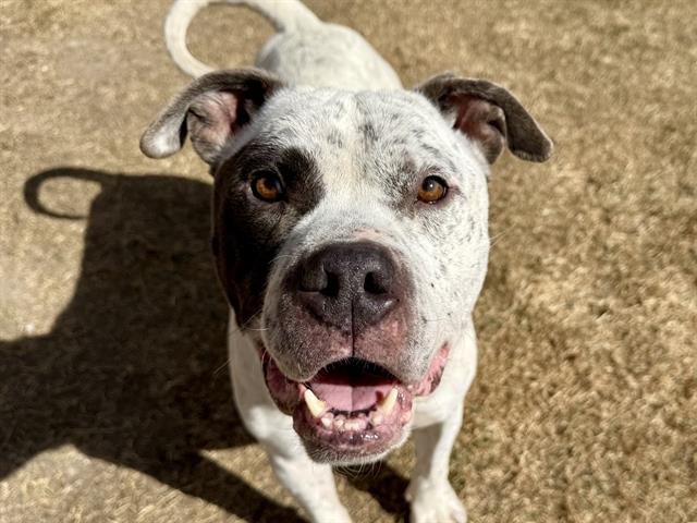 ZEUS - Pit Bull Terrier available for adoption