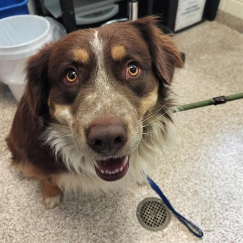 DUTCH - Australian Shepherd available for adoption