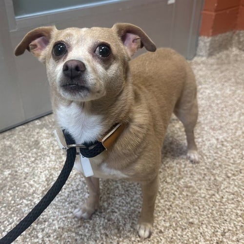 KHALESI - Chihuahua for adoption in Pueblo