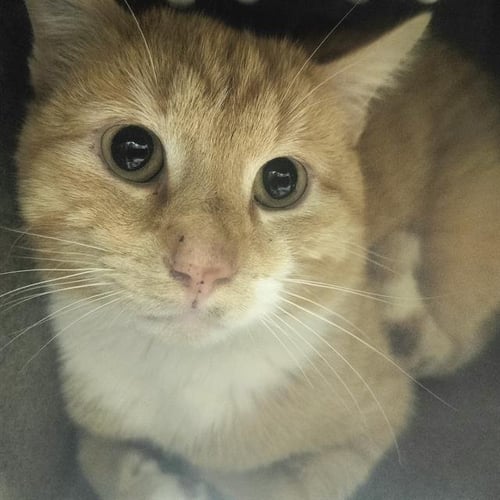 RANGER IN THE BARN - Domestic Short Hair available for adoption