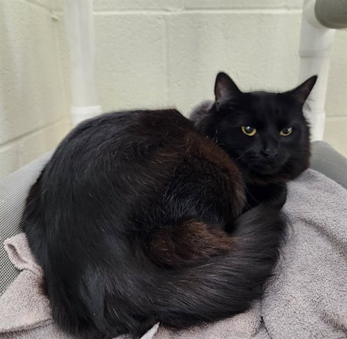 LAMB CHOP - Domestic Long Hair for adoption in Colorado Springs