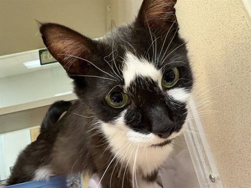 HOLSTEIN - Domestic Short Hair available for adoption