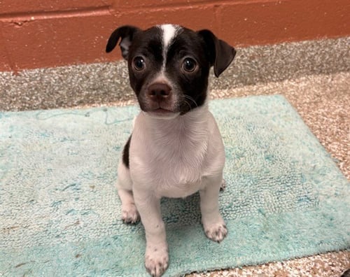 RALPH - Chihuahua available for adoption