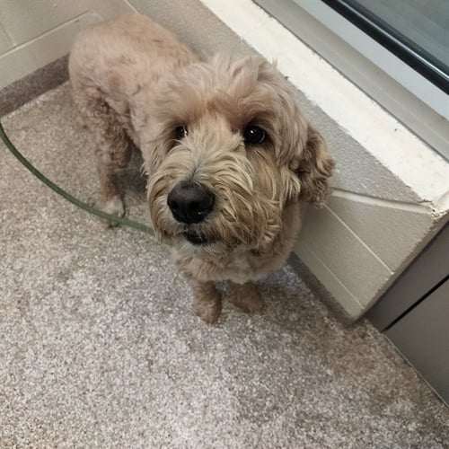 TALIA - Poodle (Standard) available for adoption