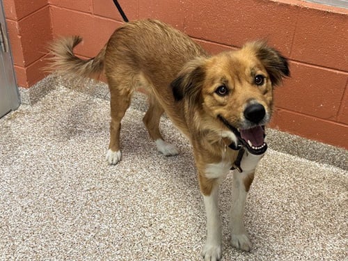 GOLDIE HAWN - Border Collie available for adoption
