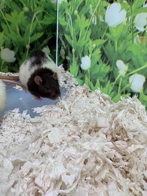 ROXY - Rat available for adoption
