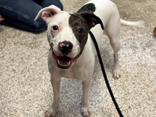 MIMI - Pit Bull Terrier / Australian Cattle Dog/Blue Heeler available for adoption