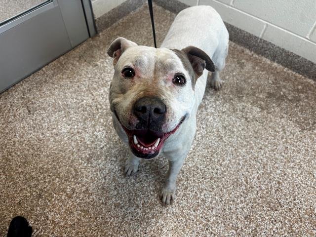 BELLA - Pit Bull Terrier available for adoption