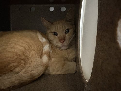 RICK IN THE BARN - Domestic Short Hair available for adoption