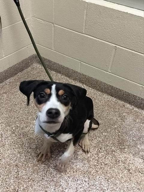TUCKER - Treeing Walker Coonhound available for adoption