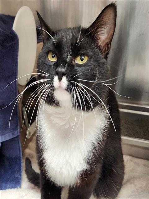 ISAAC - Domestic Short Hair available for adoption