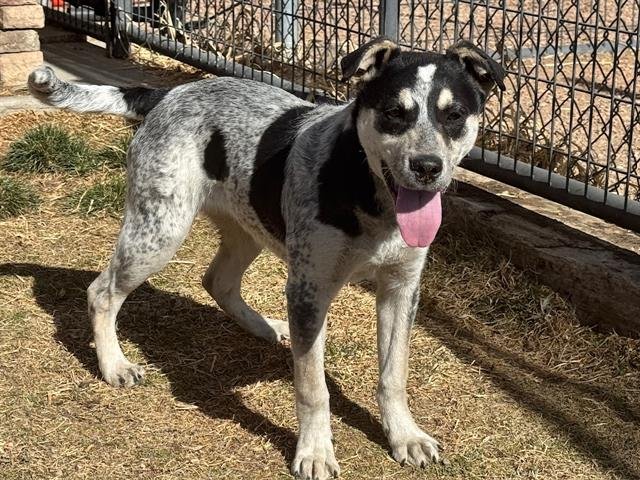 FOXGLOVE - Australian Cattle Dog/Blue Heeler available for adoption