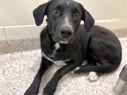 MEG - Labrador Retriever / Collie for adoption in Colorado Springs