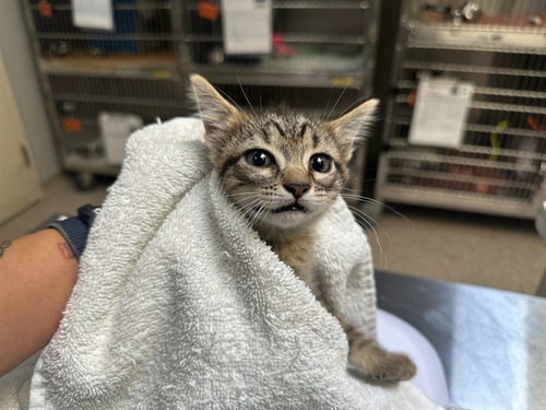 CERSEI - Domestic Short Hair for adoption in Colorado Springs