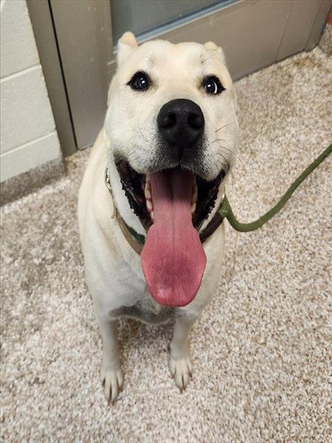 KIRKLAND - Siberian Husky available for adoption